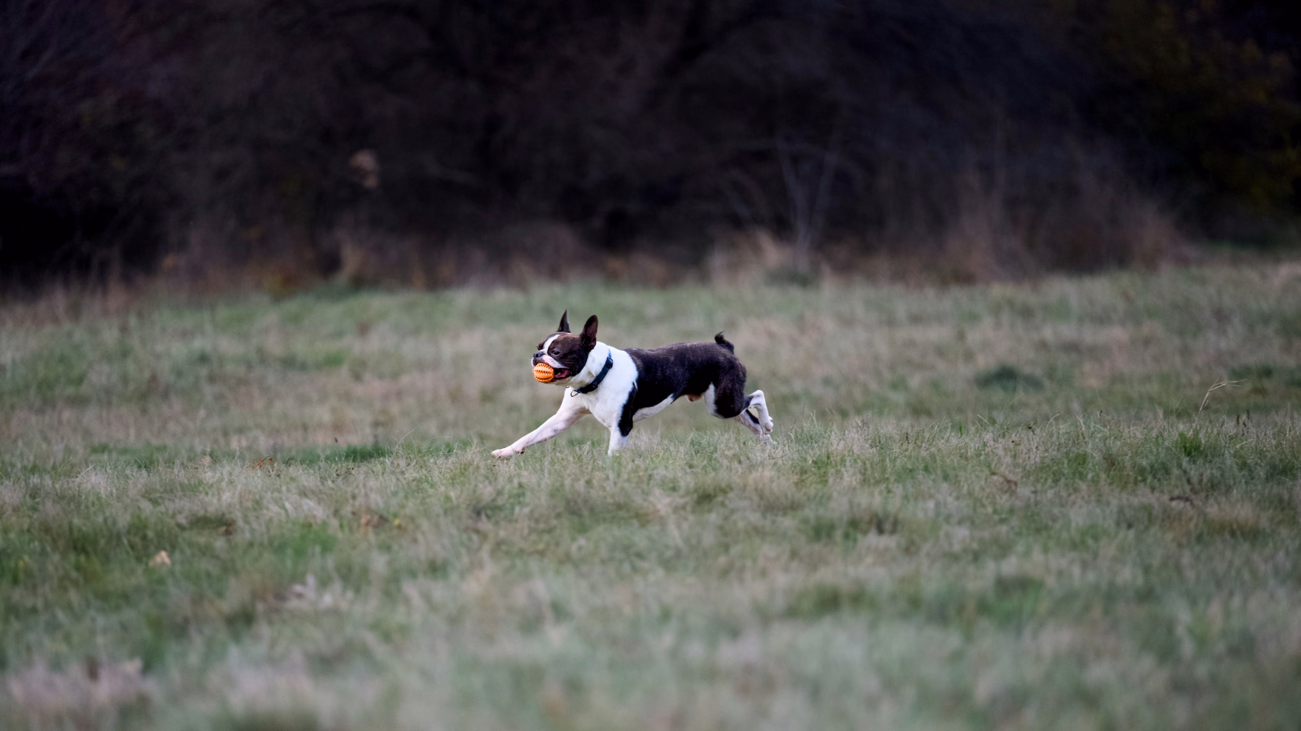 Get more bookings for your dog walking field